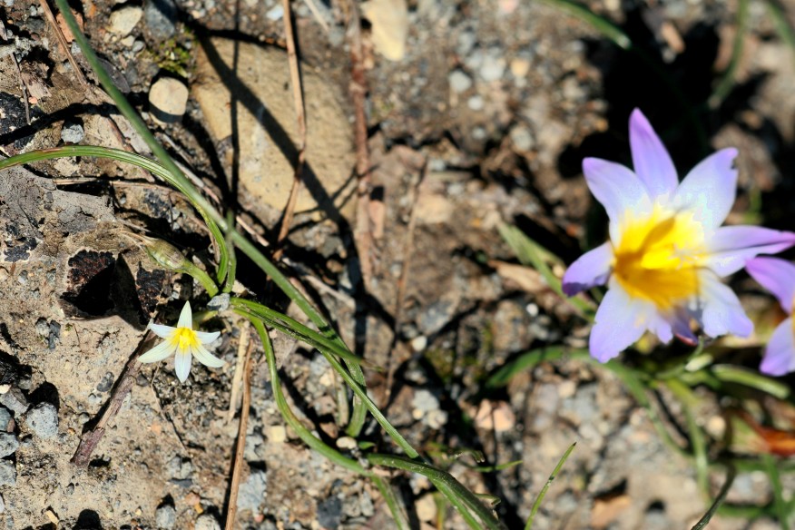 Romulea columnae